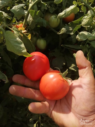 فروش گوجه فرنگی