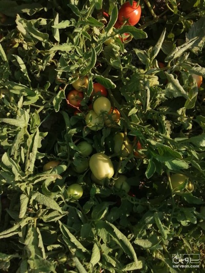 فروش گوجه فرنگی 4
