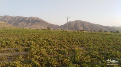 فروش گوجه فرنگی