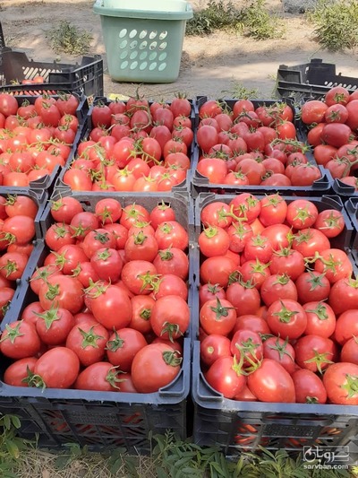 فروش گوجه فرنگی