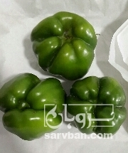 فروش فلفل دلمه ای