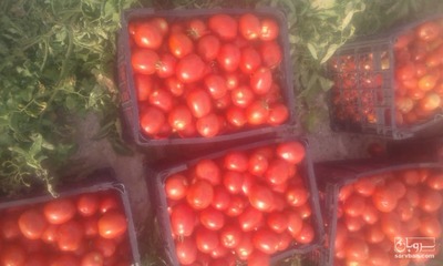 فروش گوجه فرنگی