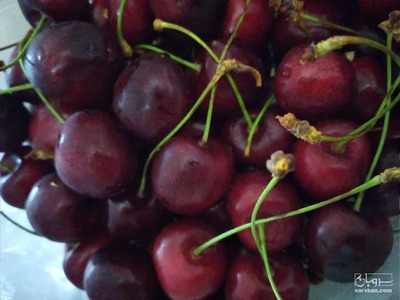 فروش سردرختی آلبالو و گیلاس