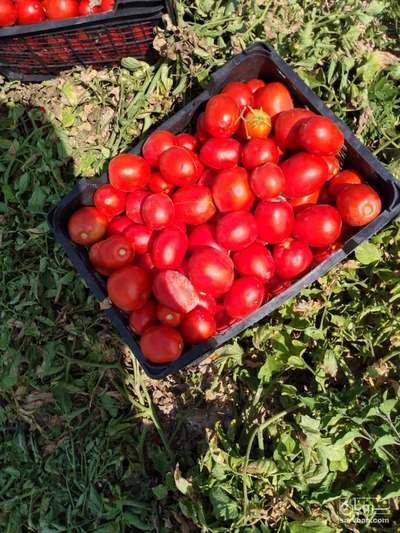 فروش گوجه فرنگی