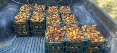 فروش خرما کبکاب