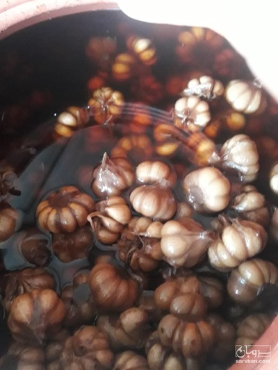 فروش سیر ترشی