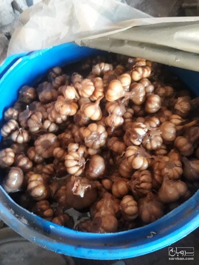 فروش سیر ترشی 3
