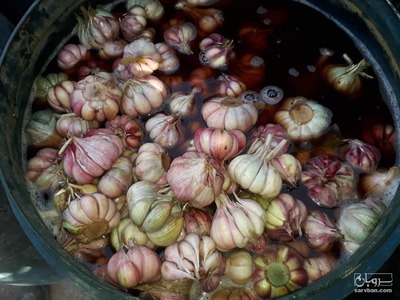 فروش سیر ترشی