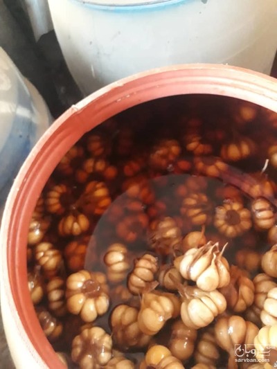 فروش سیر ترشی 2