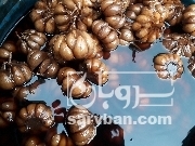  فروش سیر ترشی