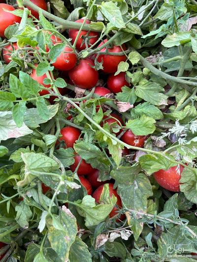 فروش گوجه فرنگی بروبیو