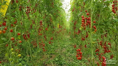 فروش گوجه فرنگی زیتونی