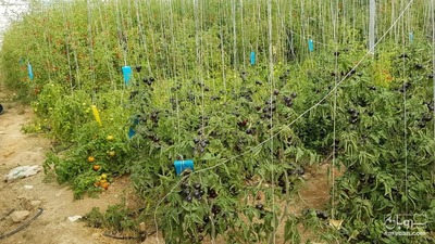 فروش گوجه فرنگی سیاه
