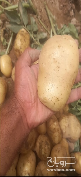 فروش سیب زمینی