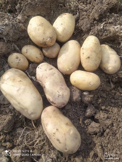 فروش سیب زمینی