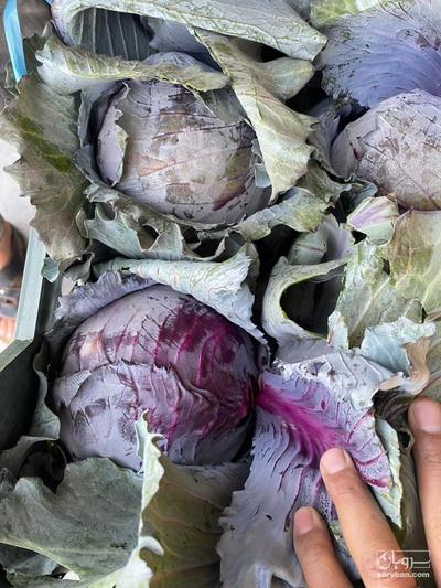 فروش کلم قرمز