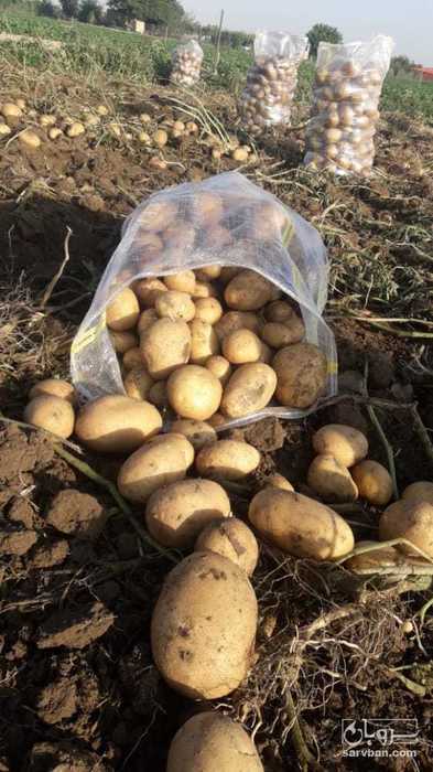فروش سیب زمینی همدان
