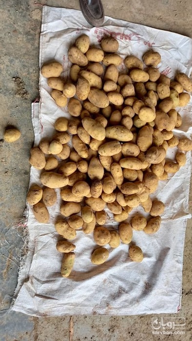 فروش سیب زمینی اگریا