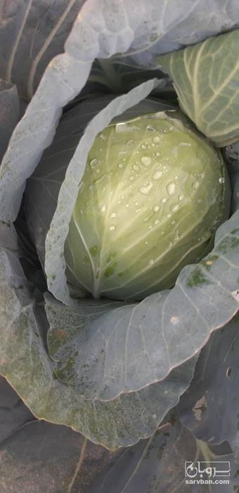 فروش کلم سفید