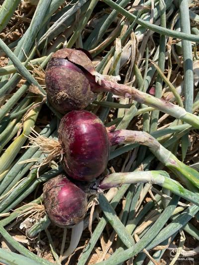 فروش پیاز قرمز