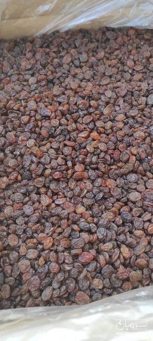 فروش کشمش پلویی خرمایی