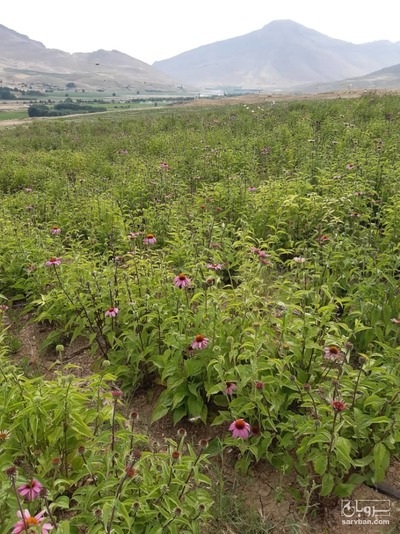 فروش سرخار گل