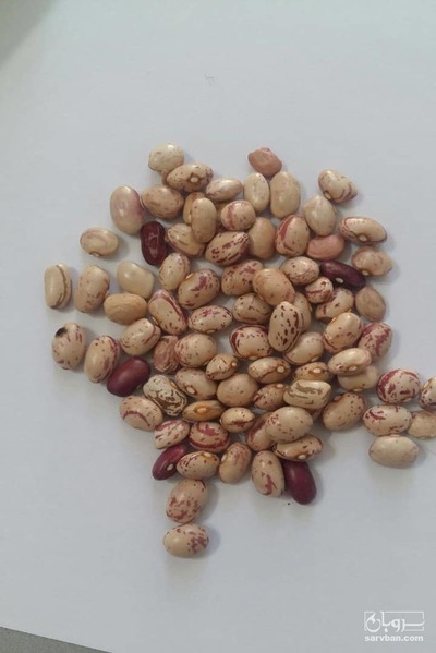 فروش لوبیاچیتی