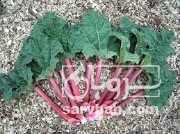  فروش ریواس(گل ریواس)