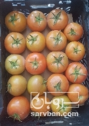  خرید گوجه فرنگی