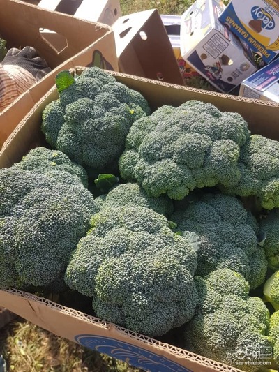 فروش کلم بروکلی