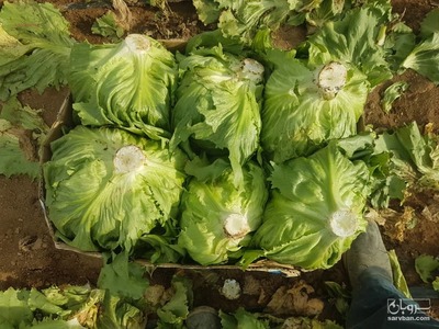 فروش کاهو 3