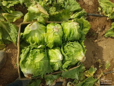 فروش کاهو 2