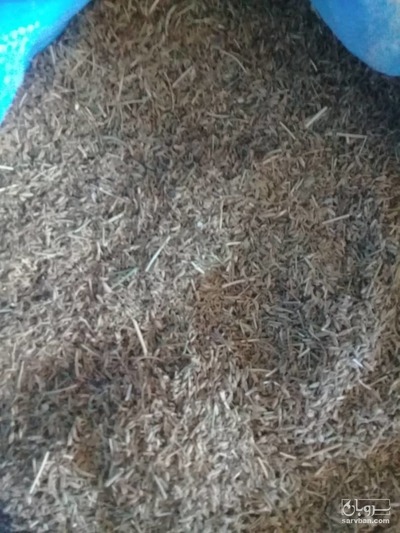 فروش زیره سبز