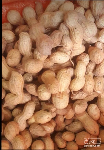 فروش بادام زمینی خام