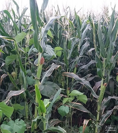 فروش ذرت علوفه ای