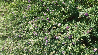 فروش بذر یونجه