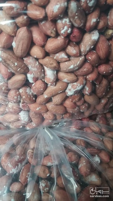فروش بادام زمینی زمینی نمکی برشته