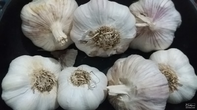 فروش سیر خشک