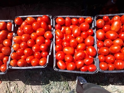 فروش گوجه فرنگی