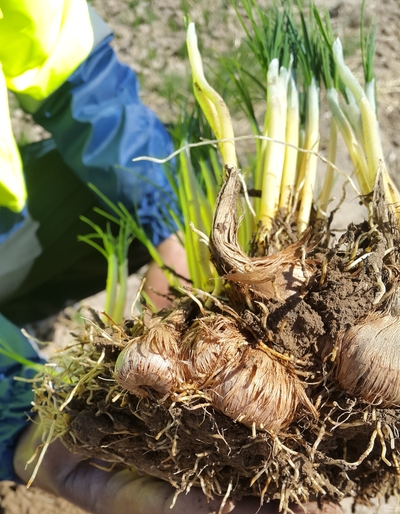  فروش زعفران