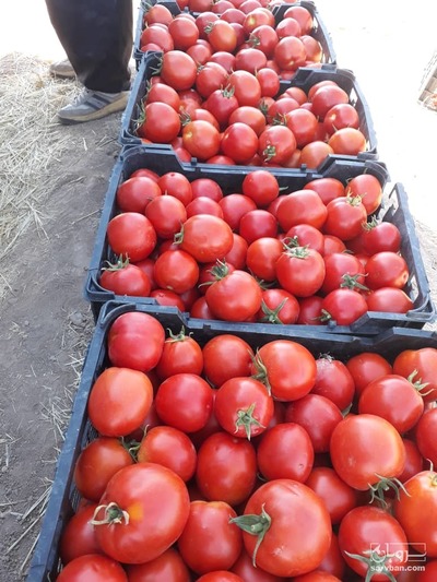 فروش گوجه فرنگی