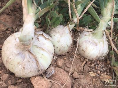 فروش پیاز سفید