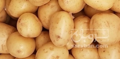 فروش سیب زمینی