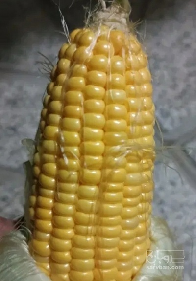 فروش ذرت