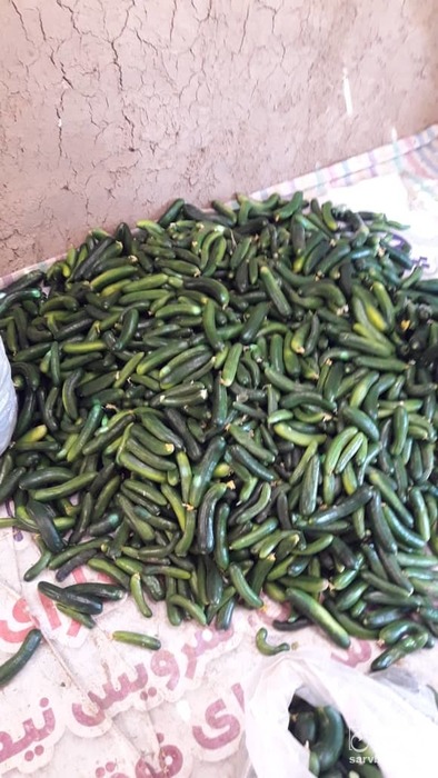 فروش خیار 2