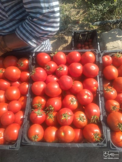 فروش گوجه فرنگی