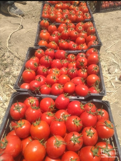 فروش گوجه فرنگی