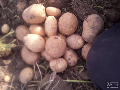 فروش سیب زمینی