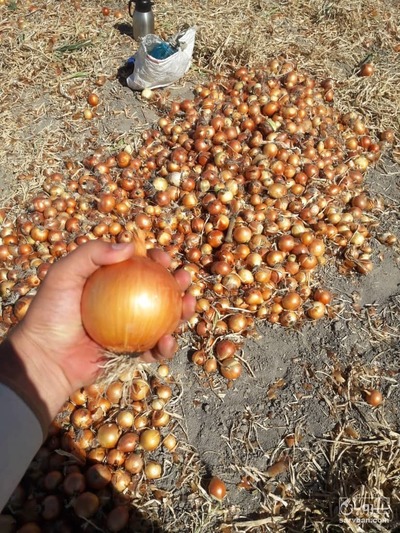 فروش پیاز طلائی