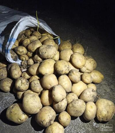 فروش سیب زمینی